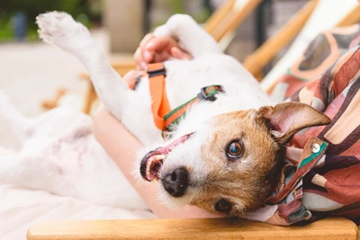 smiling dog on owner's lap